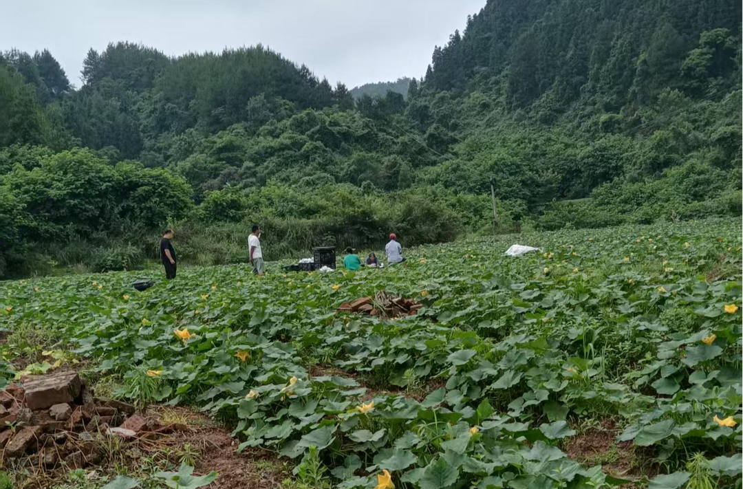 生态驻村帮扶持续发力 湘西古丈高峰镇三坪村水果南瓜试种再获成功