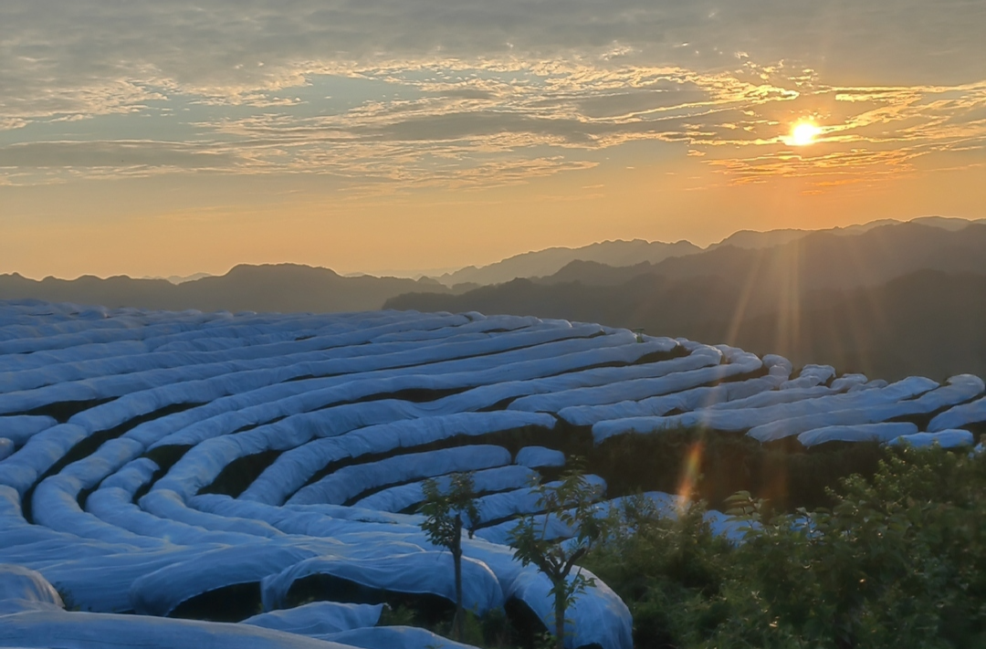 湘西古丈县牛角山村：万亩茶园“披绿装”  抹茶飘香闯欧洲