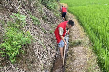 古丈县高峰镇：干群同心战高温 引水灌田保粮护产