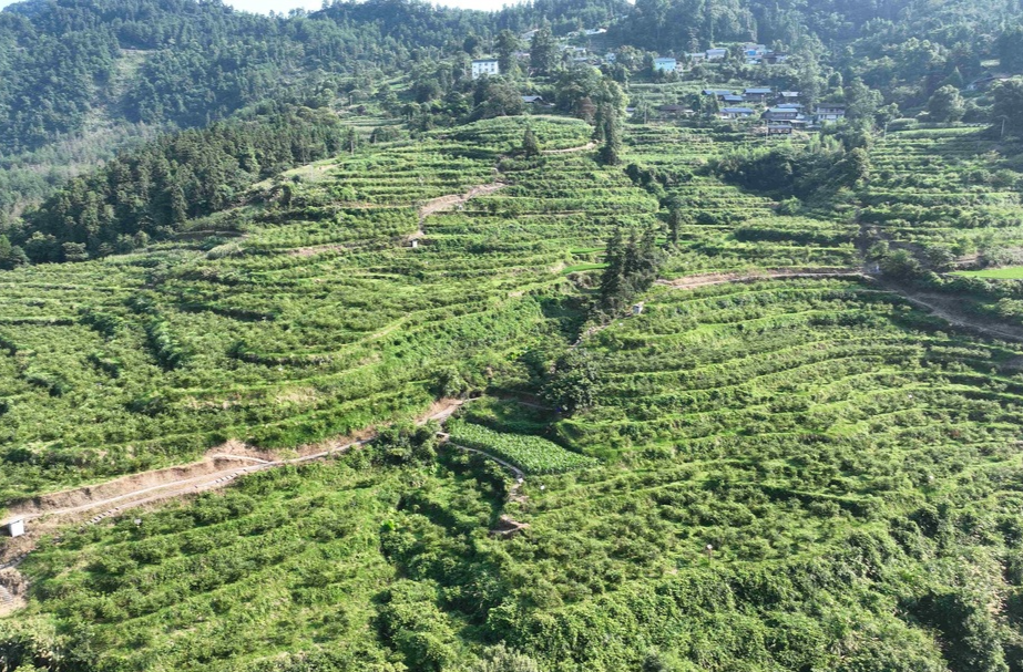 蓝莓飘香采摘忙 乡村振兴果满仓——古丈县岩头寨镇蒿根村耀鑫农业蓝莓基地迎来采摘旺季