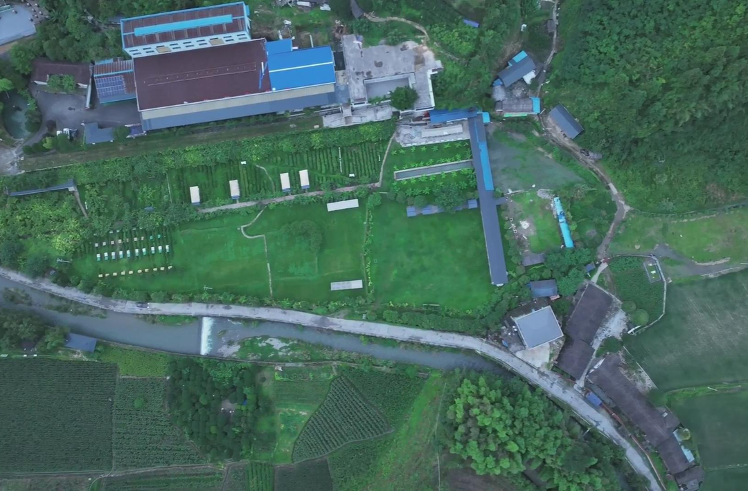 英妹子茶业携手“山白”直播带货 古丈红茶“丈巴红”热销5700余单