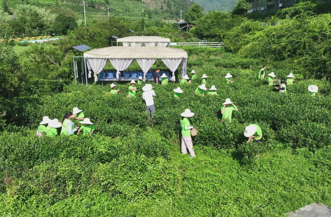 茶香漫暑假 童心润古丈——英妹子梳头溪茶庄园夏令营火热进行