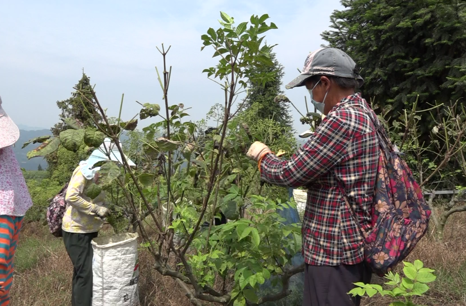 药香满山野 丰收正当时！湘西古丈县红石林镇吴茱萸迎来采摘季