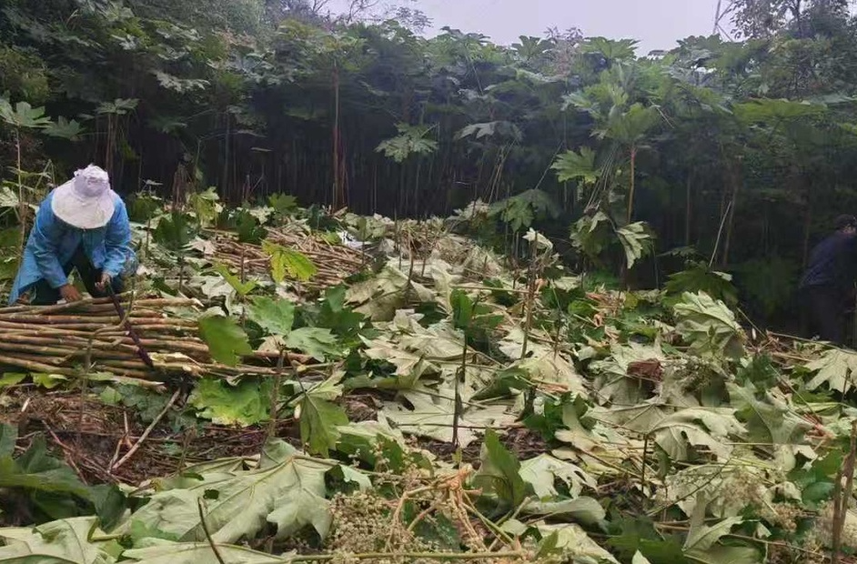 湘西古丈县断龙山镇白溪关村：项目落地建厂房 中药材采收加工忙