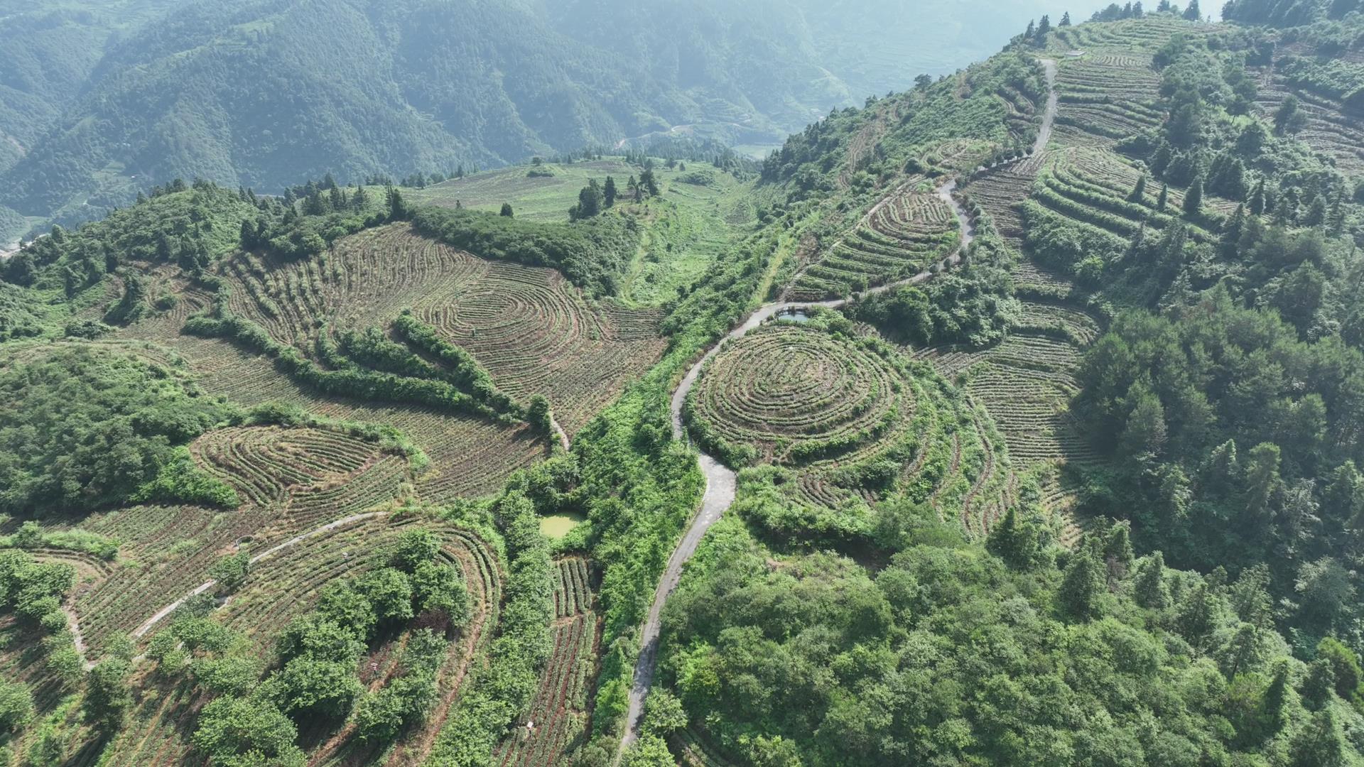 古丈县翁草村“白叶一号”基地：夏季培管正当时 茶园管护忙