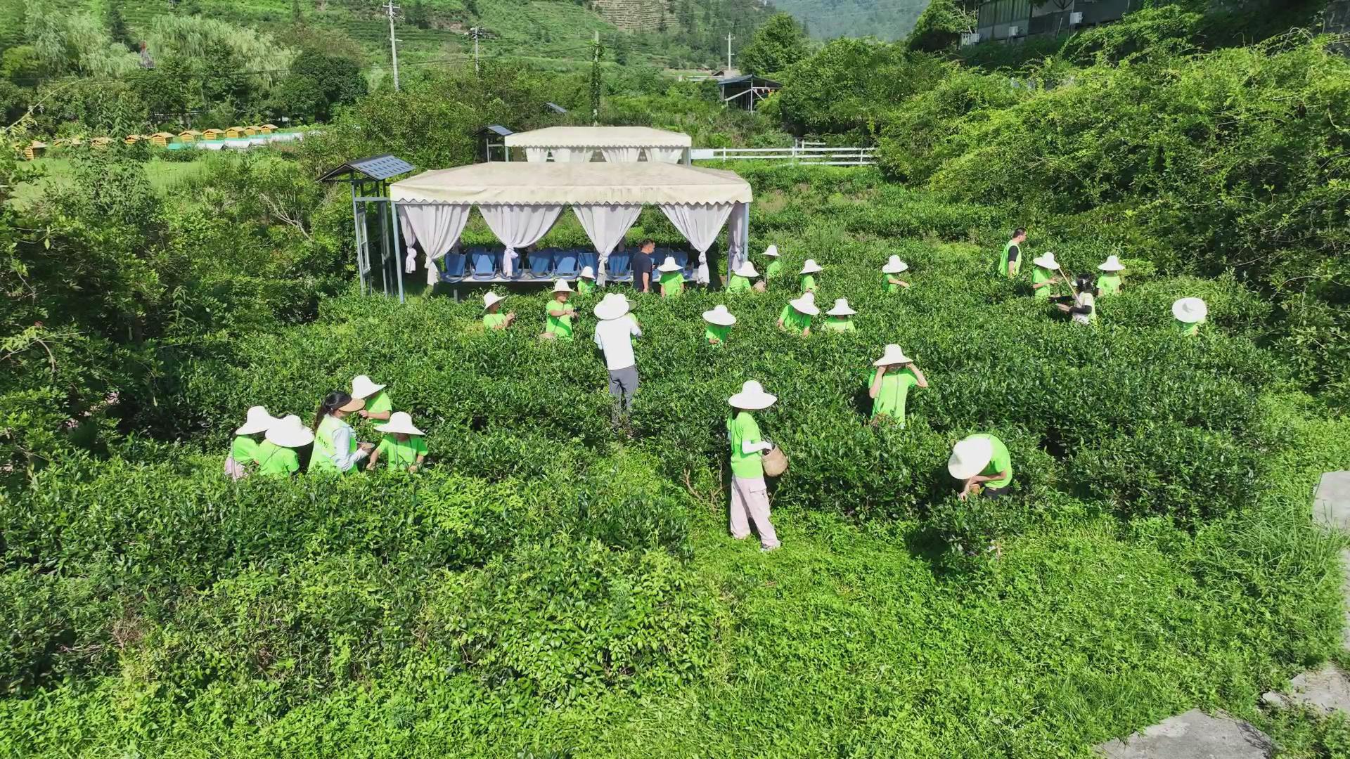 茶香漫暑假 童心润古丈——英妹子梳头溪茶庄园夏令营火热进行