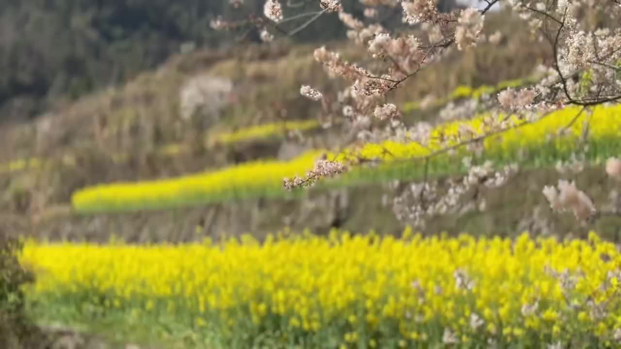 古丈县高峰镇：梯田花开满目金 产业兴村万象新