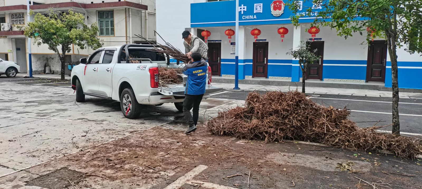 湘西古丈古阳镇：产业助残 “香椿”振兴
