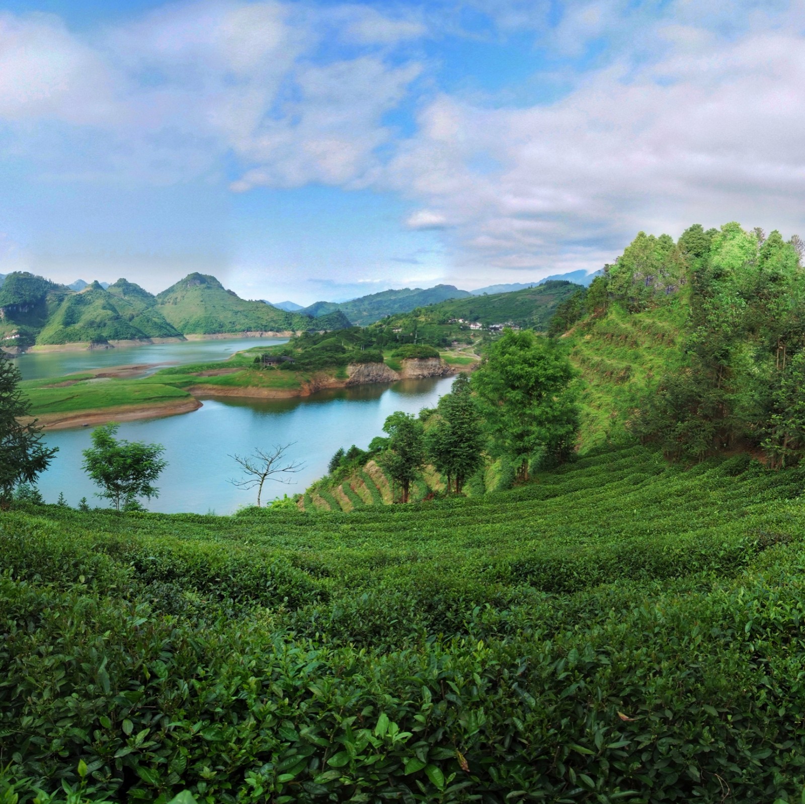 清廉“茶旅”   和美古丈