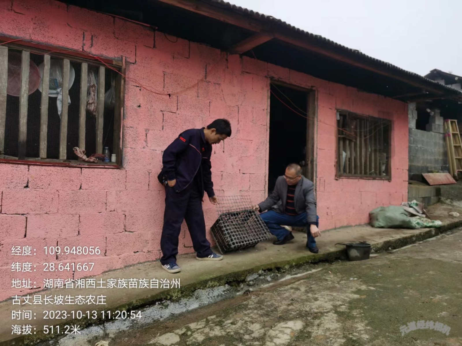 古丈县林业局救助并放生国家二级保护动物游隼