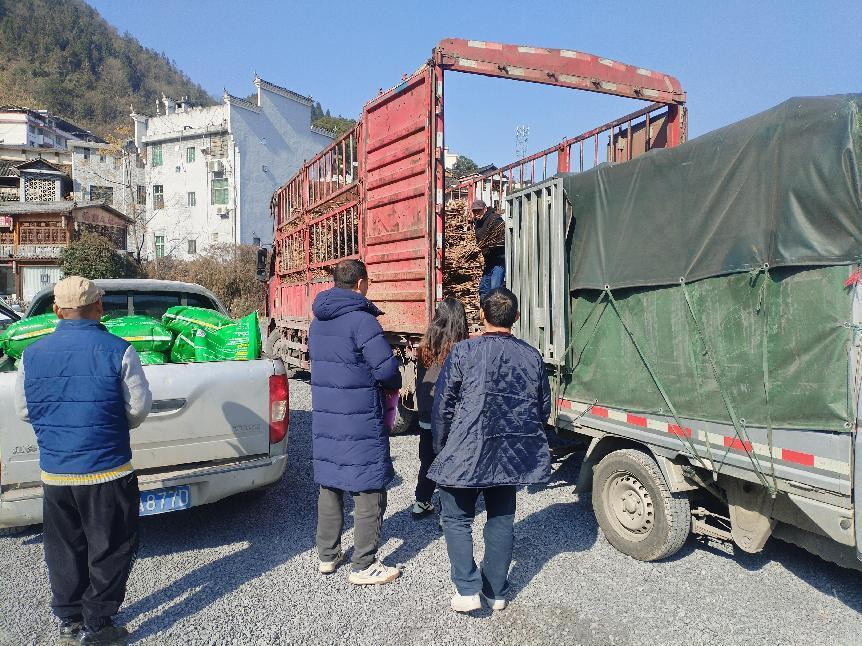 古丈县残疾人联合会：免费发放香椿苗，助力残疾人增收致富