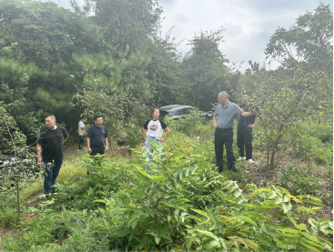 断龙山镇中草药种植：产业新动力，发展新希望