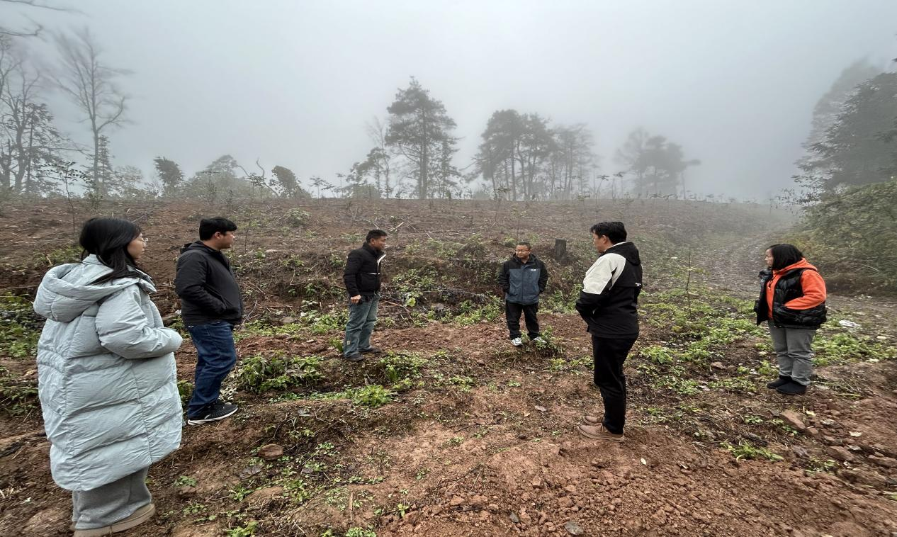 古丈县岩头寨镇：政协委员调研促发展，油茶中药共绘振兴图