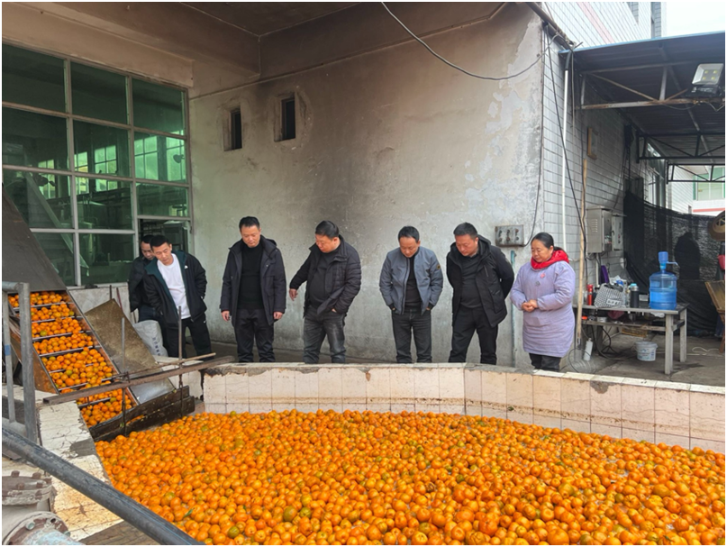 古阳镇：对接柑橘深加工，打开柑橘销售路