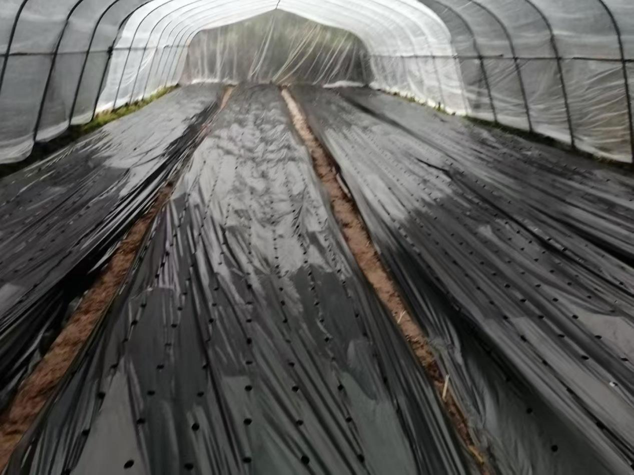 岩头寨镇蒿根坪村：科技助力，冬季羊肚菌产业焕发新生，助推乡村振兴