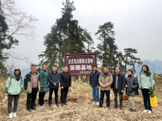 古丈县开展古丈毛尖群体小叶古茶树种质资源保护工作