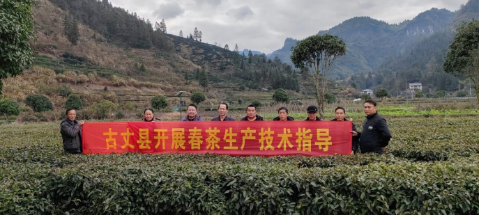 古丈春茶采收第一课——县茶叶局、县农业农村水利局开展2025年 春茶采收培训活动