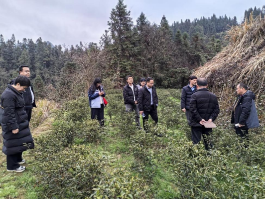 古丈毛尖本地群体小叶种质资源保护调研活动顺利展开