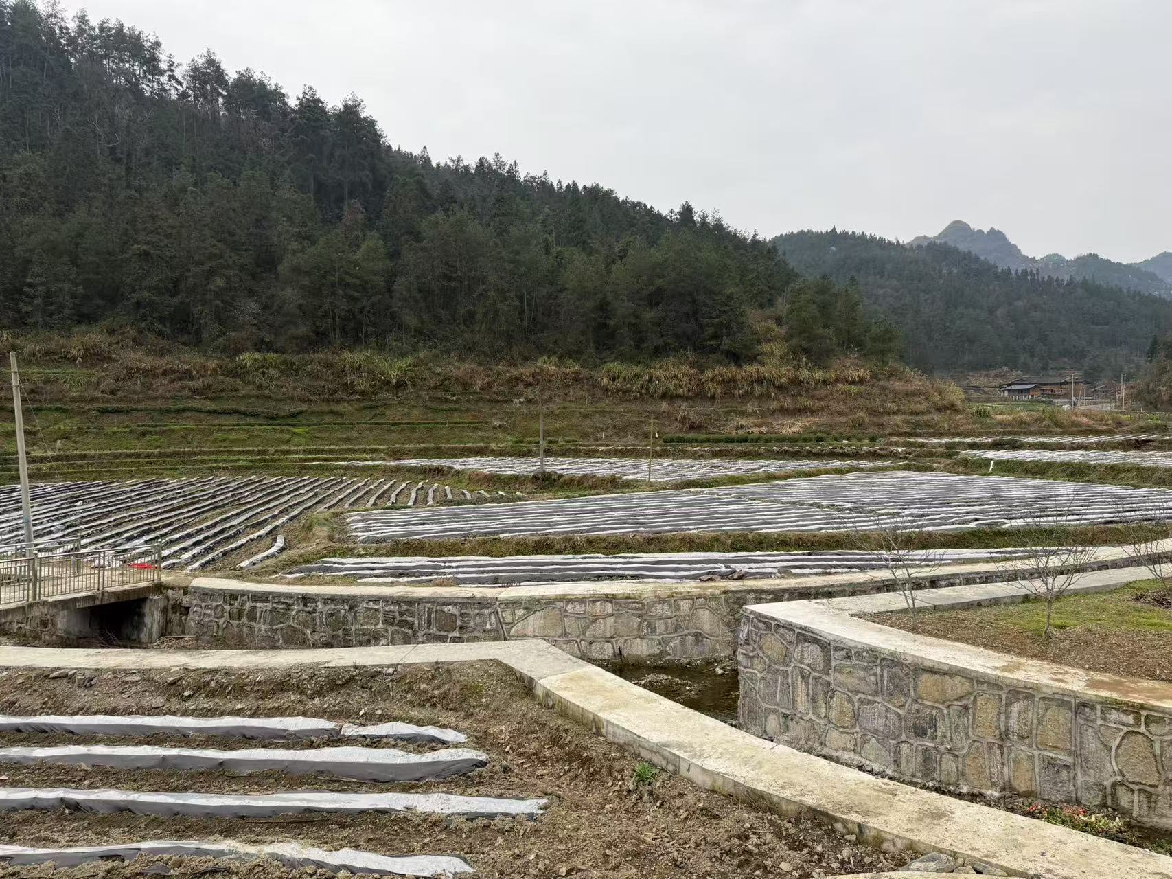 古阳镇官坝村：率先完成烟叶盖膜 开启丰收序章