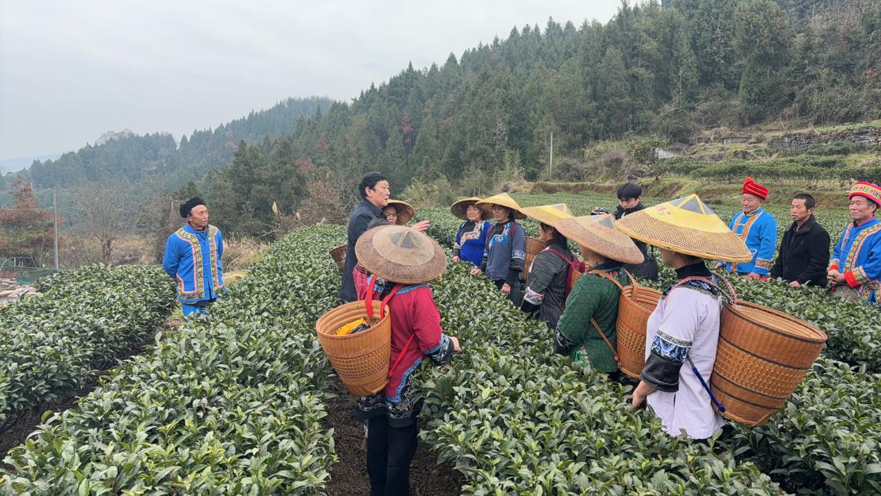 断龙山镇：“党建红”点亮“春耕绿”，绘就最美“富农图”