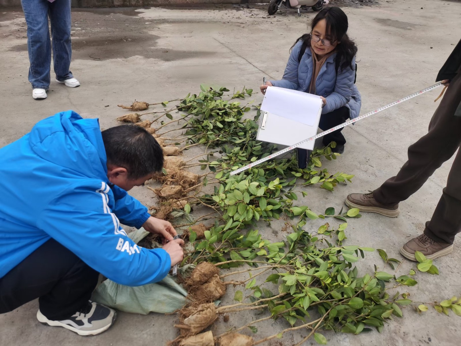 古丈县林业局：抢抓造林季，严把质量关
