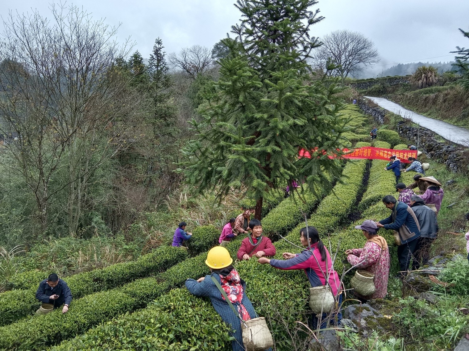红石林镇：以“茶”为媒，共谋乡村振兴新路径