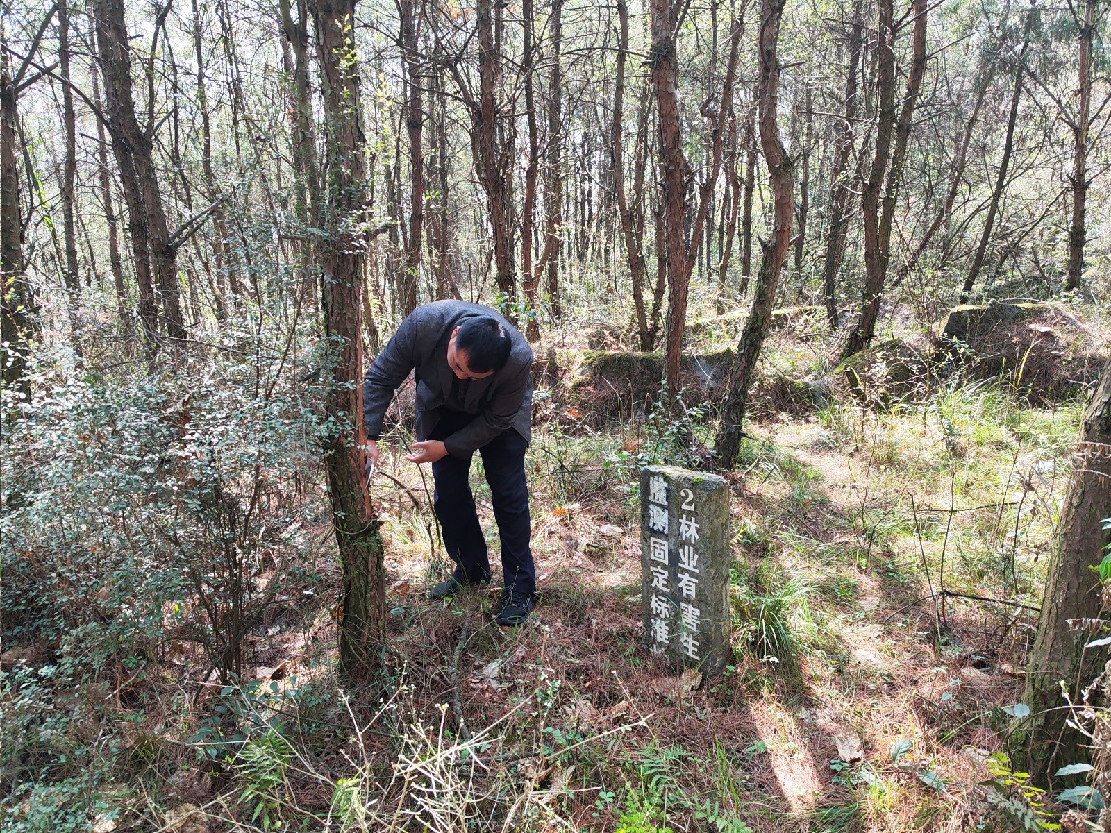 古丈县林业局：准确掌握虫情，全力守护森林资源安全