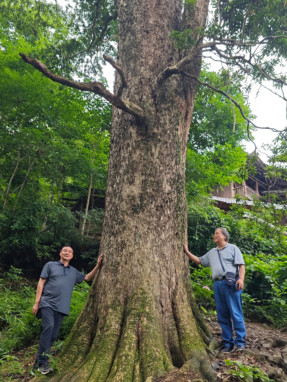 湘西州古丈县首次发现树龄700年以上的“楠木树王”