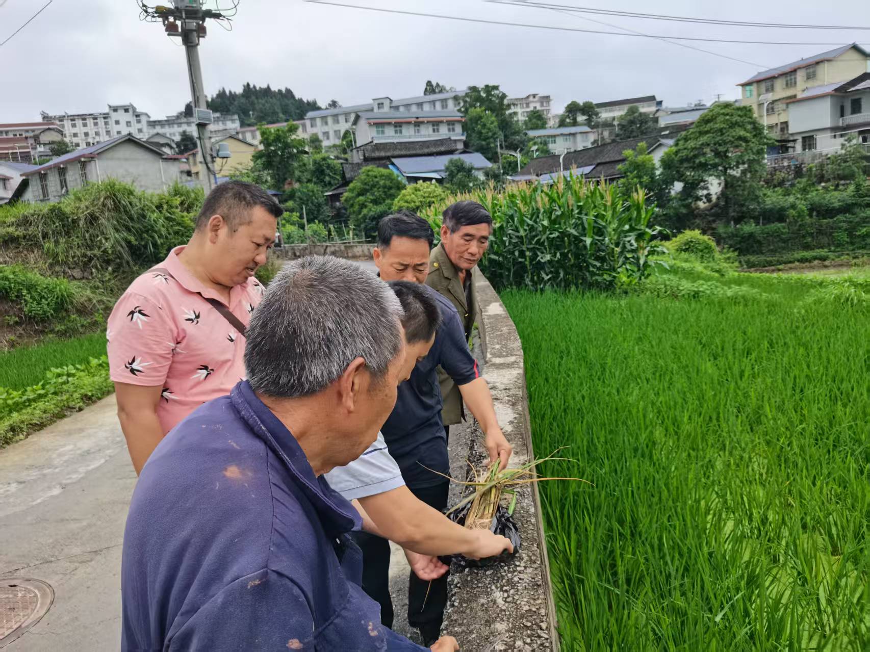 高峰镇：农技专家深入一线，精准指导筑牢水稻丰产防线