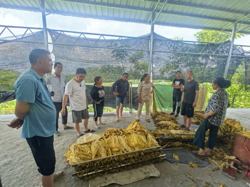 断龙山镇：烤烟丰收季  烟农“赶烤”忙