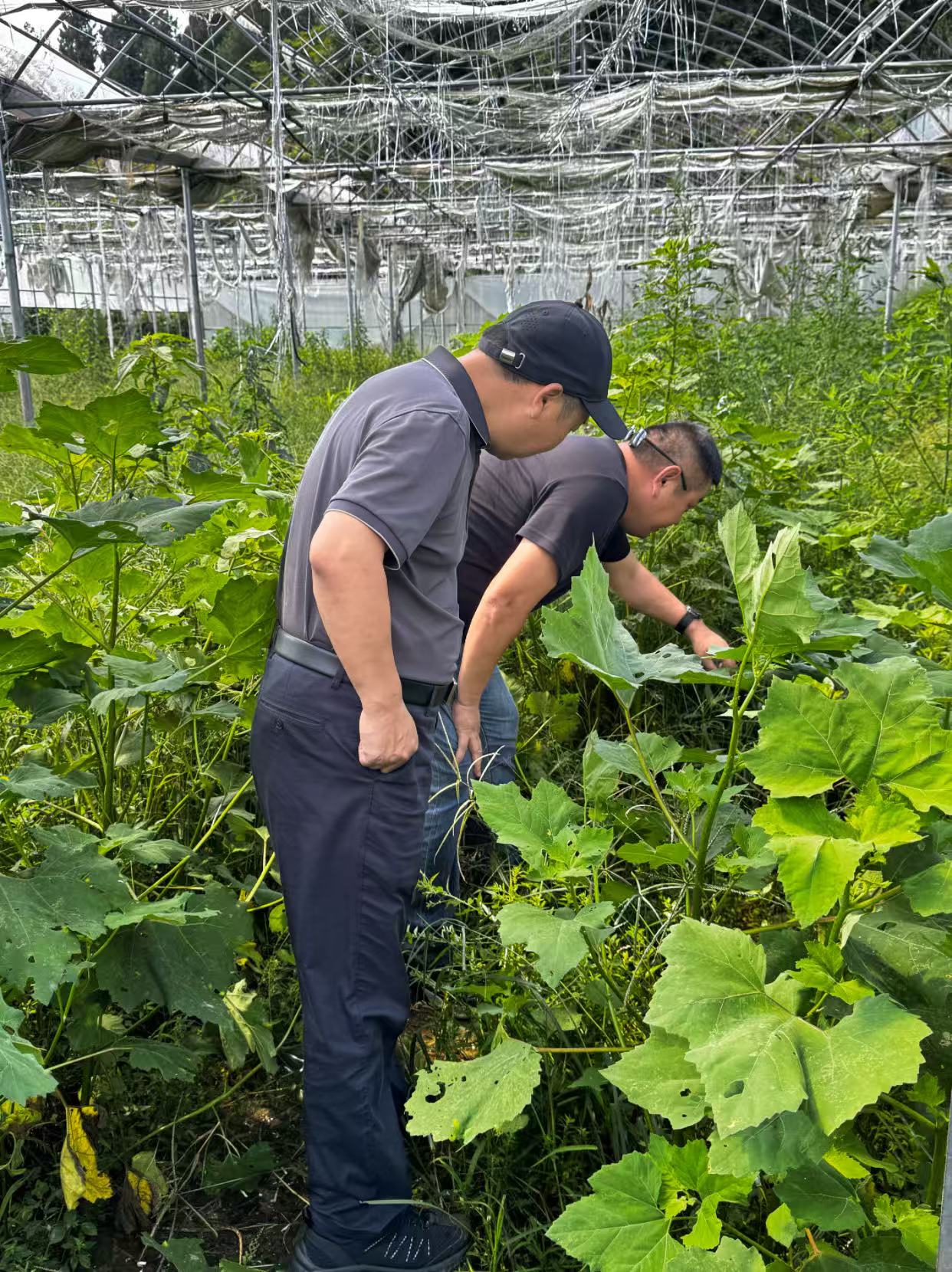 科技服务直通田间地头 赋能产业振兴