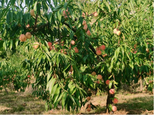 高峰镇：绿水青山捧出的“致富果”
