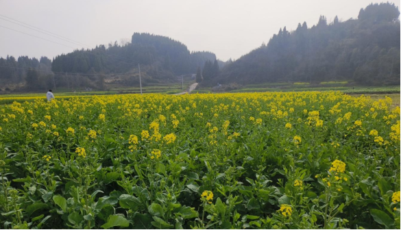 党建引领聚合力  山海联动促振兴 ——古丈县岩头寨镇鲇溪村和美乡村建设探索实践