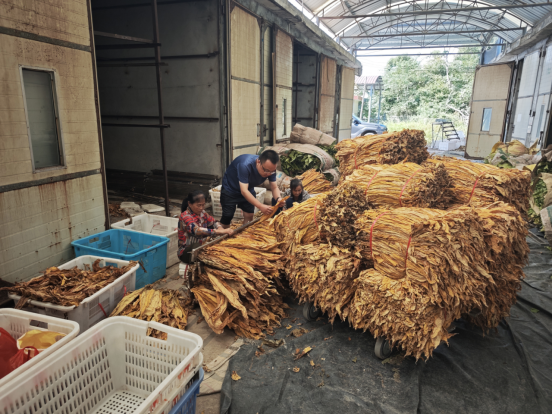 高峰镇：烟叶丰产金灿灿，烟农增收红彤彤，共绘丰收新画卷