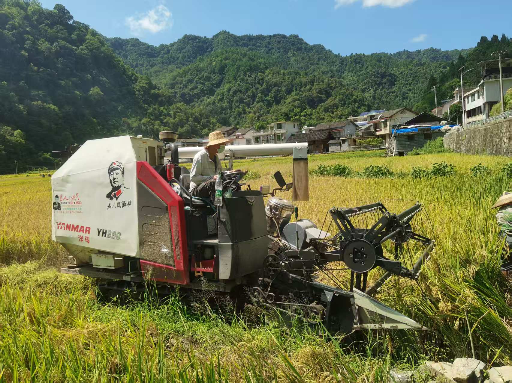 古阳镇官坪村：高标准农田机械收稻忙，基地改造见实效