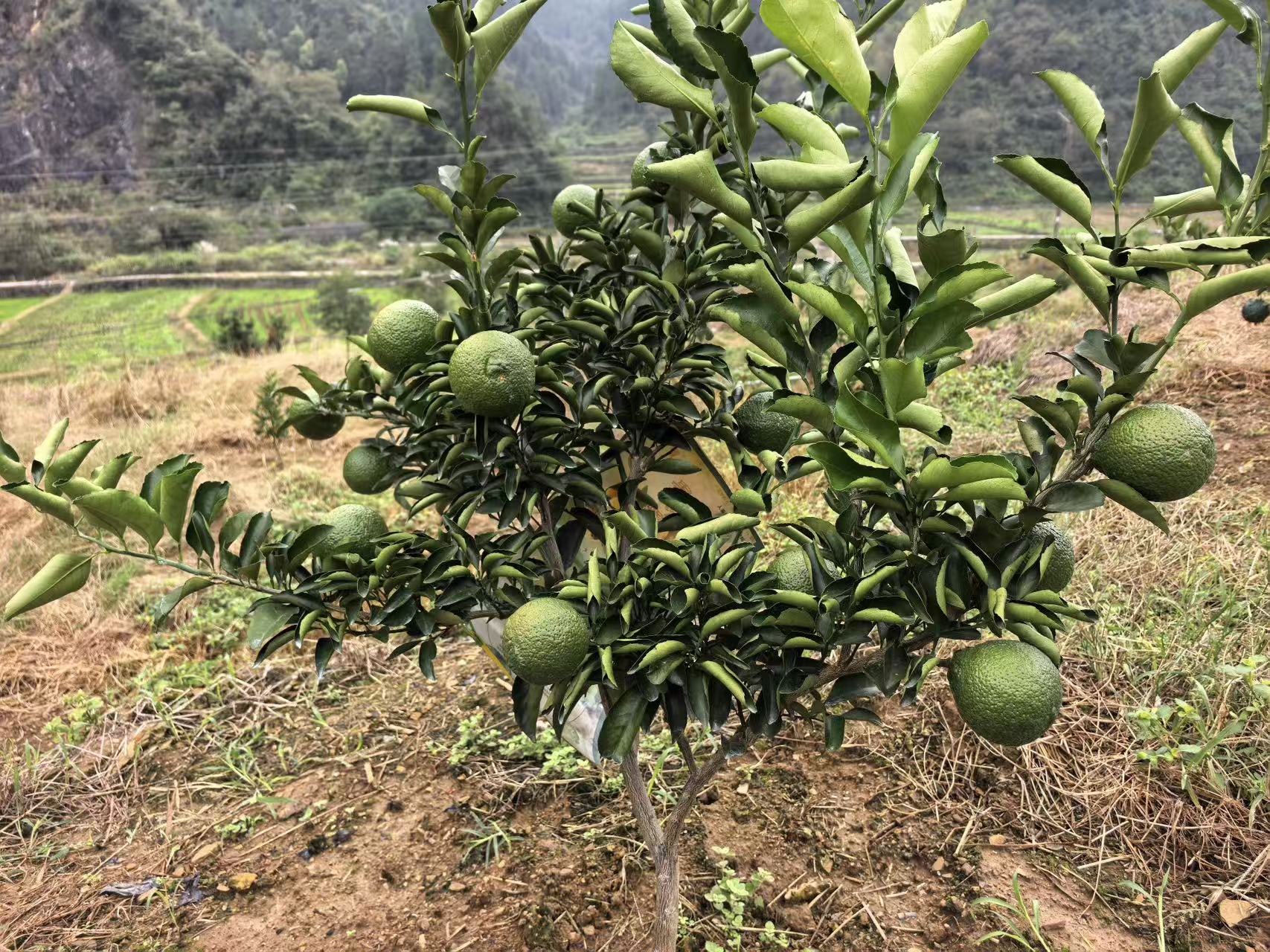 黄金贡柚成“致富果”：官坪村“多元农业+机械化”  激活乡村振兴新动能