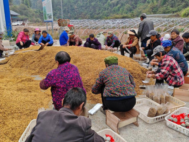 菌香绕山乡，增收有“良方” ——古丈县岩头寨镇蒿根坪村产业发展启示录