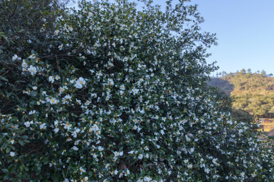 坪坝镇：油茶花开“溢”苗疆，产业“镇”兴正当时