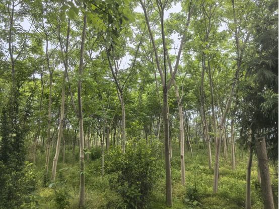 高峰镇：以县委调研为指引 奋力开创镇域发展新局面