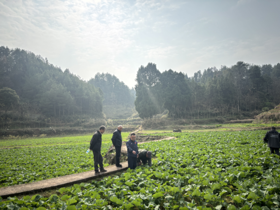 高峰镇：三坪村试种新型蔬菜板蓝根菜苔 产业兴农走出生态新路