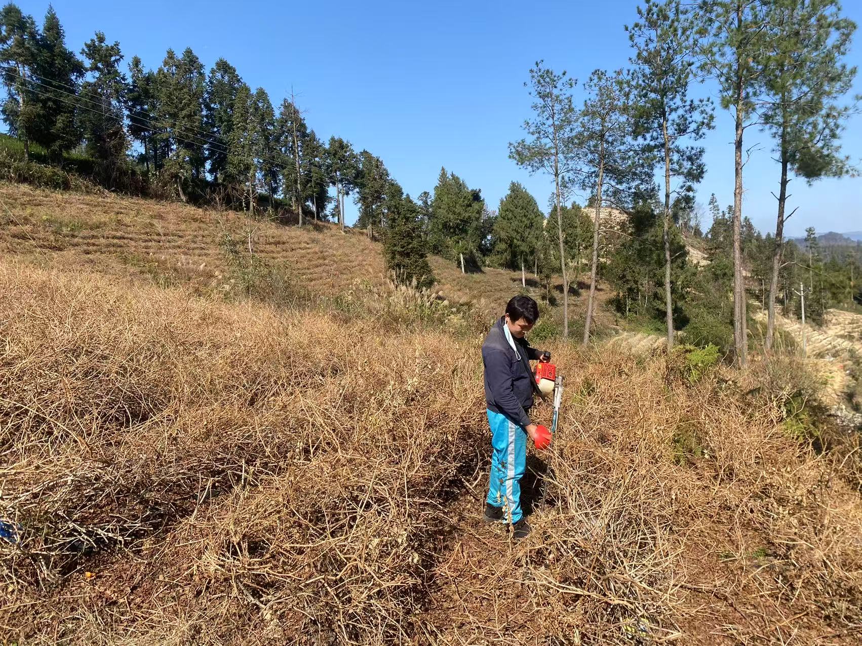 古阳镇龙潭村：莓茶基地焕新颜  留守老人笑开颜