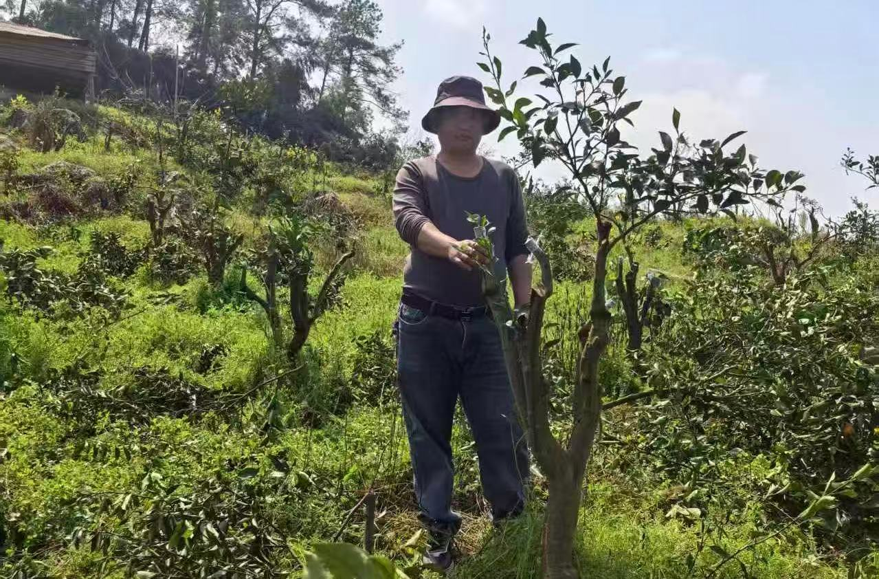 古丈县：科技特派员解锁乡村振兴新“橘”势