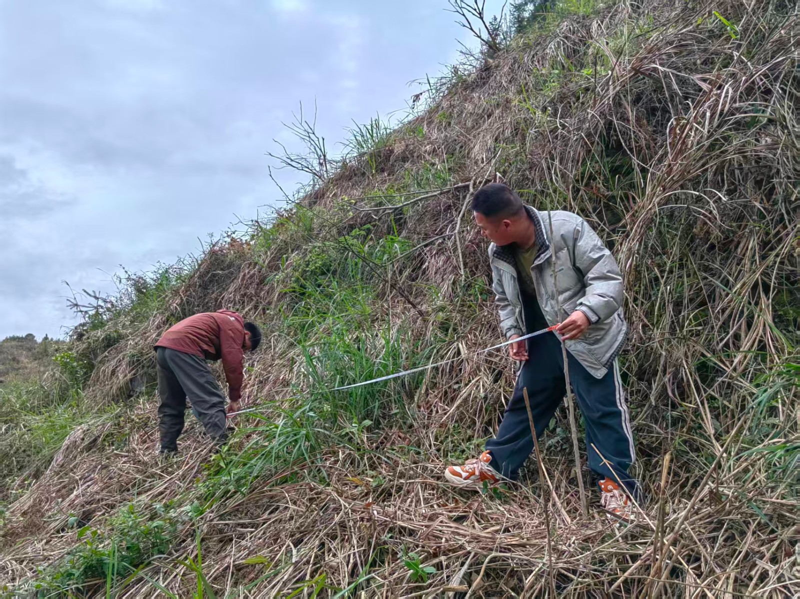 春种千株板栗苗，托起移民致富梦