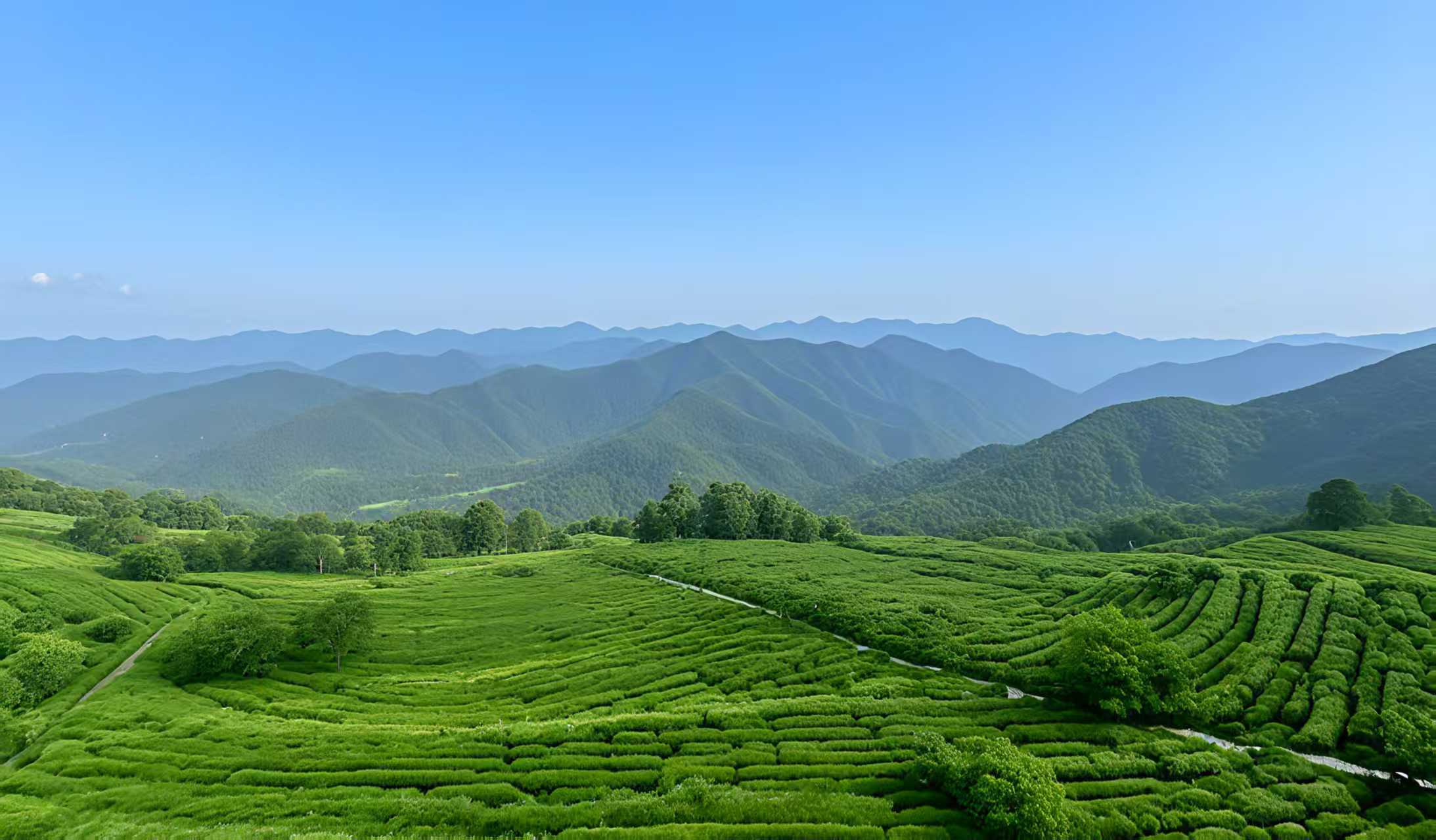 政策赋能强产业 茶香满园促振兴 ——古丈县出台专项方案助推茶产业高质量发展